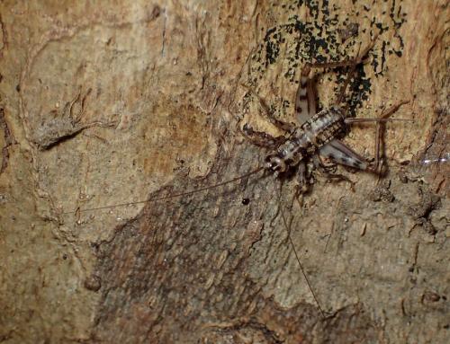Gryllomorpha dalmatina dalmatina